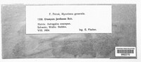 Uromyces jordianus image
